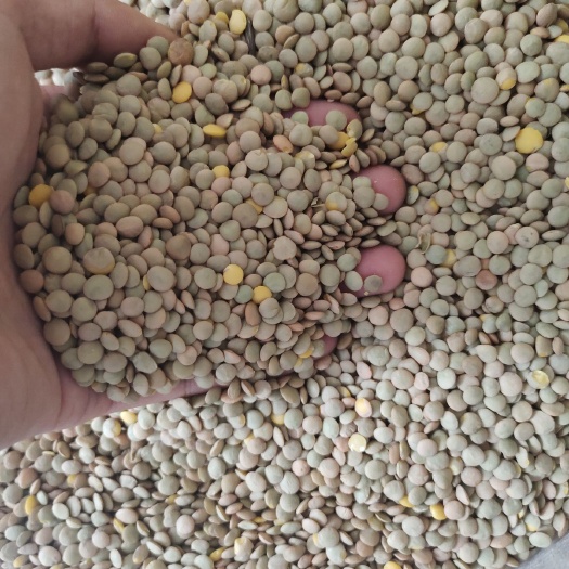 扁豆 青扁豆 绿扁豆 小扁豆 质量好 价格美丽
