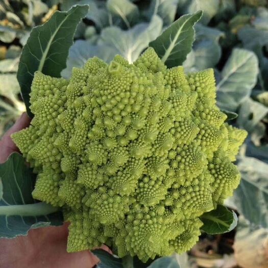 淄博宝塔菜花  新鲜宝塔花宝塔椰菜紫花菜黄菜花基地供货
