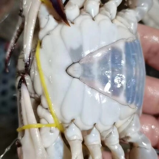 连云港鲜活梭子蟹各种规格都有，规格不一样价格不一样，下单前请咨询