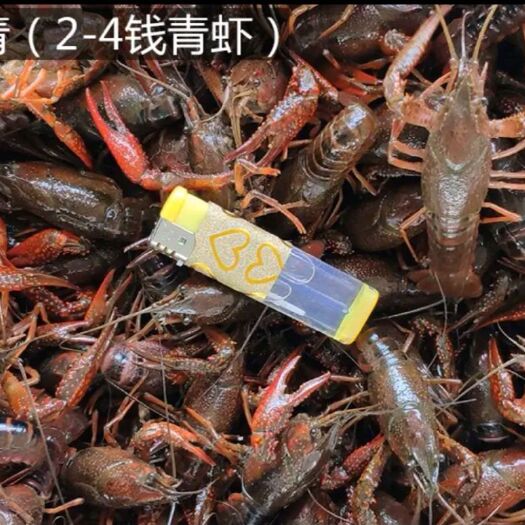 当阳市 湖北清水小龙虾，塘口发货，规格全，量大价优