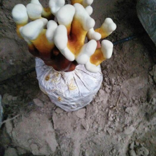 白灵芝 15天成型，活体，自己家的