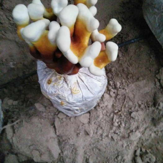 冠县白灵芝 15天成型，活体，自己家的