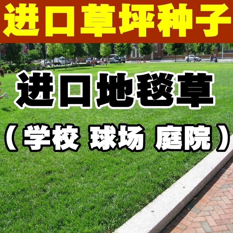 沭阳县 地毯草种子免修剪四季常青庭院别墅绿化草坪种子冬季耐寒草籽