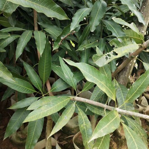灵山县 红贵妃芒果苗
