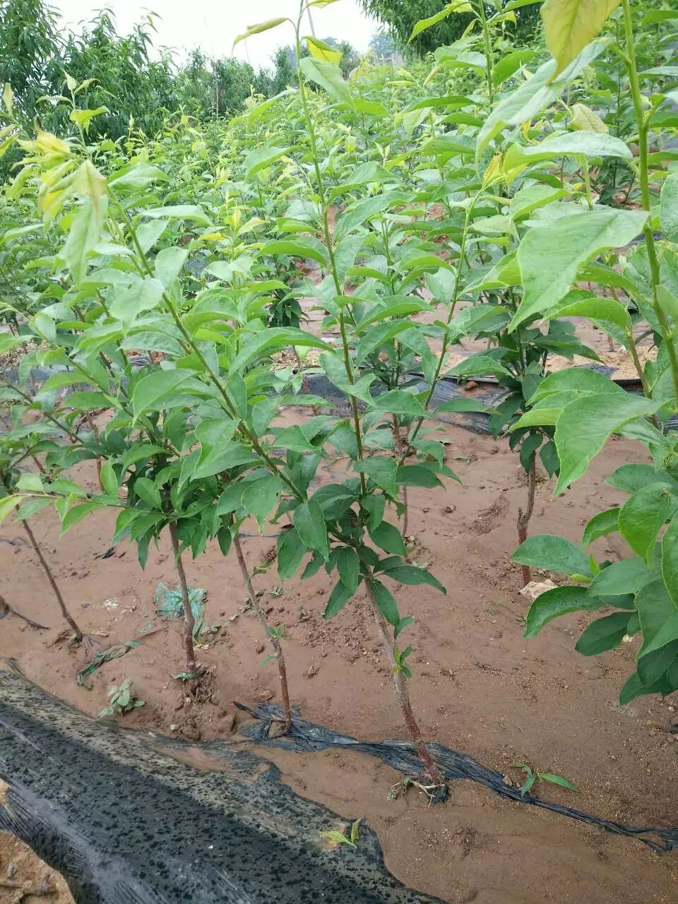 玉皇李子树苗南方北方种植当年结果苗新品种抗寒现挖发货