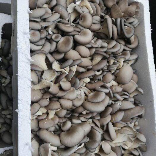 纳雍县 平菇  通货