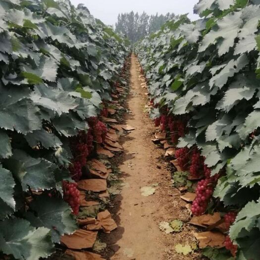 鲁山县 葡萄大量出售有意者联系