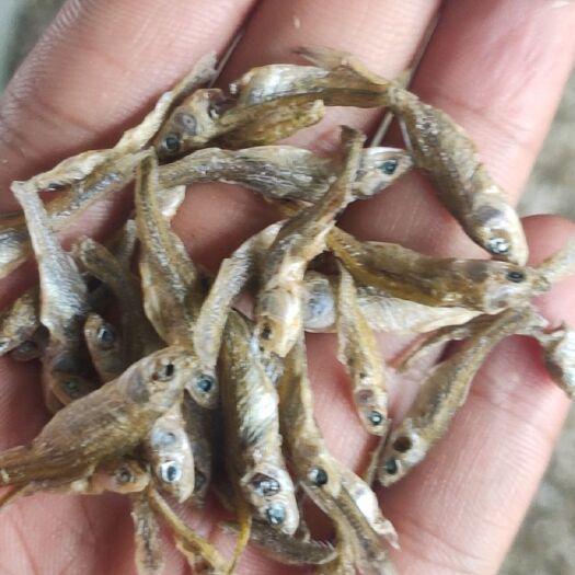 五大连池小麦穗鱼干 水煮麦穗精品鱼干