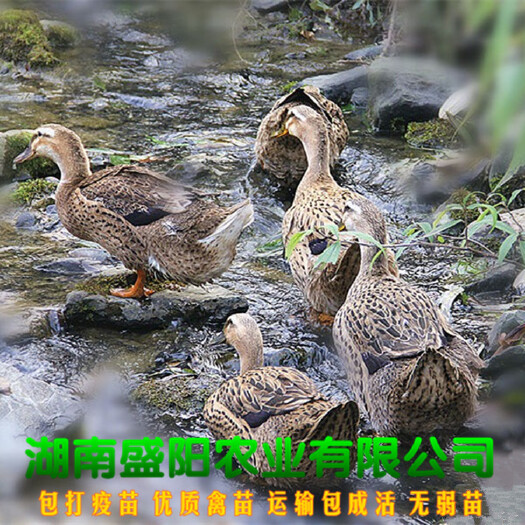 衡阳麻鸭苗  江南4号麻羽小种鸭苗品质保证出厂疫苗到位路上包运输