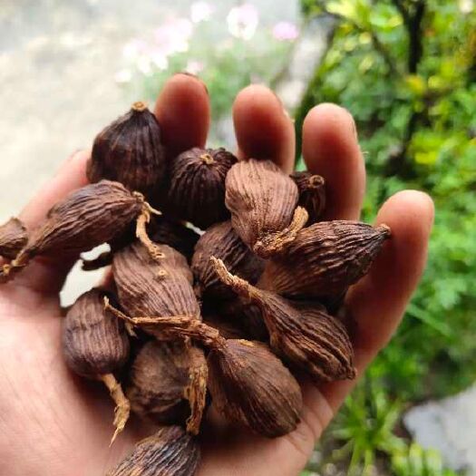 盈江县 调味精品 草果干货！！
