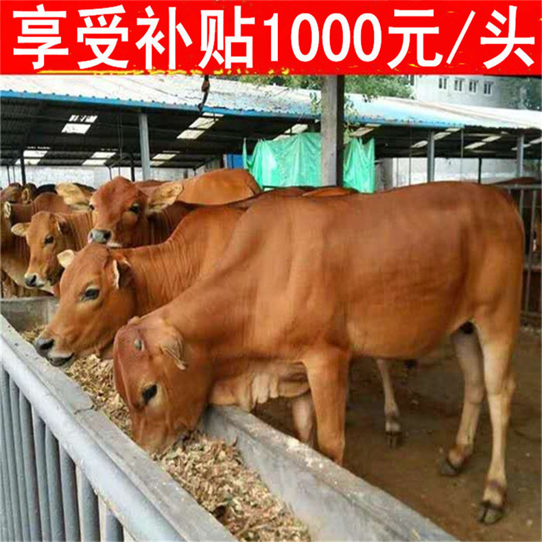 平阴县黄牛   改良牛犊、出售品种牛犊、包技术、包回收、包送货。