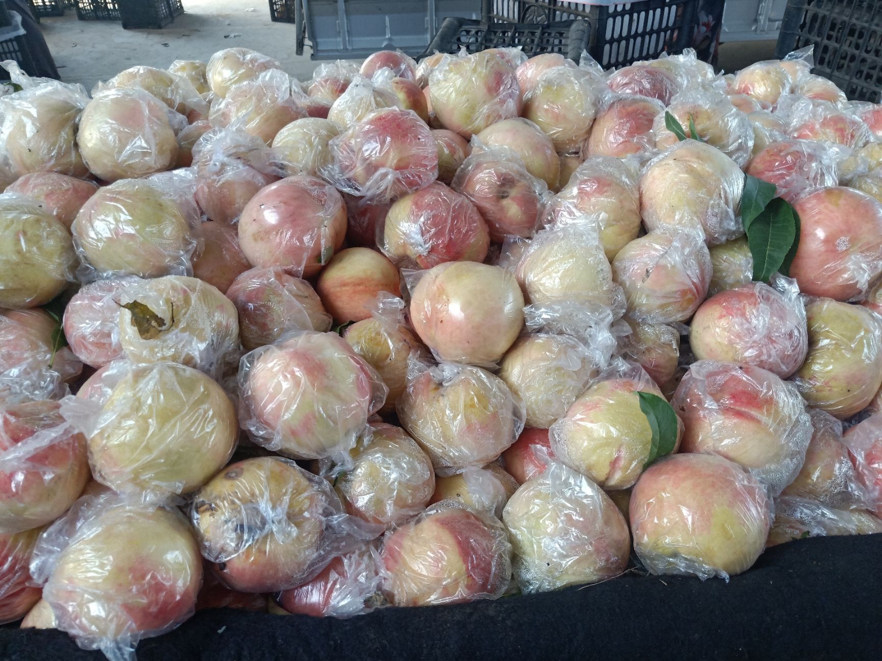  膜代秦王，超越毛桃大量上市，量大货源稳定，有需要的联糸……