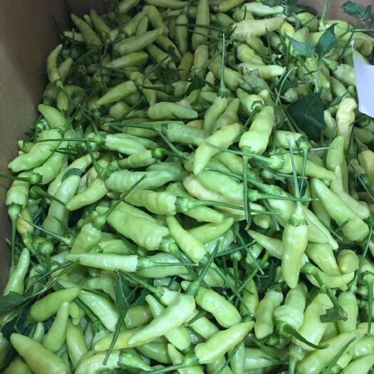 马关县 云南文山小米椒