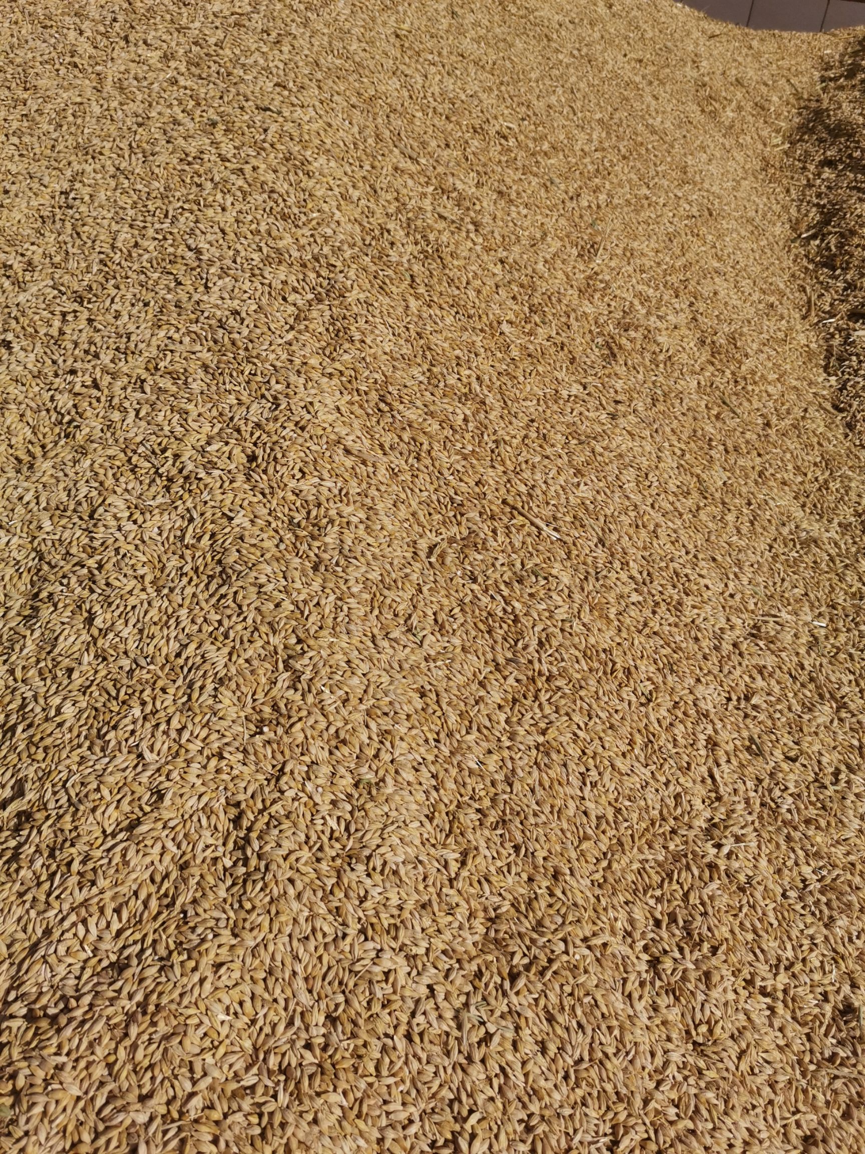 甘肃啤酒大麦大量出售，颗粒饱满质量上乘