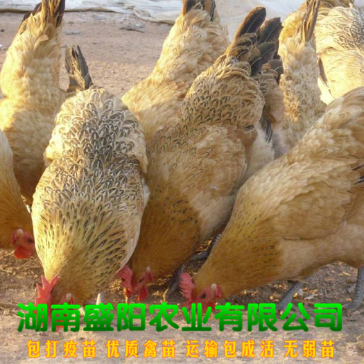 衡阳土鸡苗  热销批发土鸡麻羽黄羽鸡苗出厂疫苗到位路上包运输成活