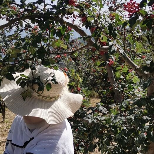 积石山县伏花椒 都是新货，棉椒、伏椒都有，欢迎采购