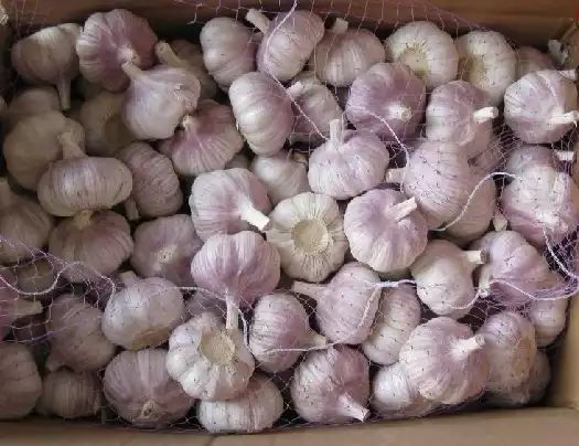  山东金乡大蒜