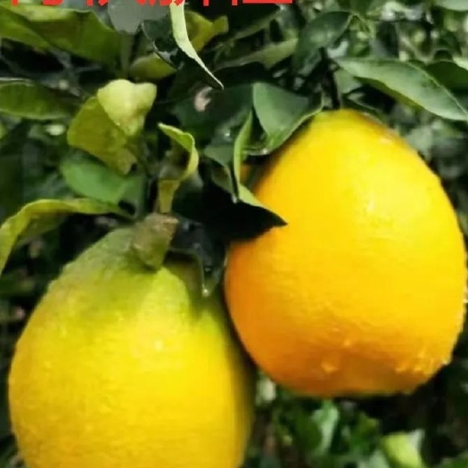 常德脐橙树苗  青秋脐橙苗/早熟脐橙良种/纯度品质保障签订合同