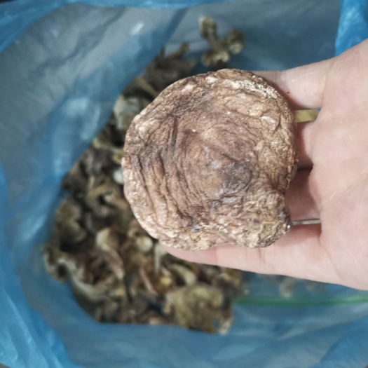 张家口蘑菇  自然生长口蘑，晒干