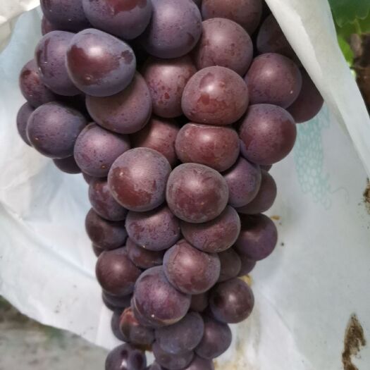 西安 户太八号葡萄大量上市欢迎订购