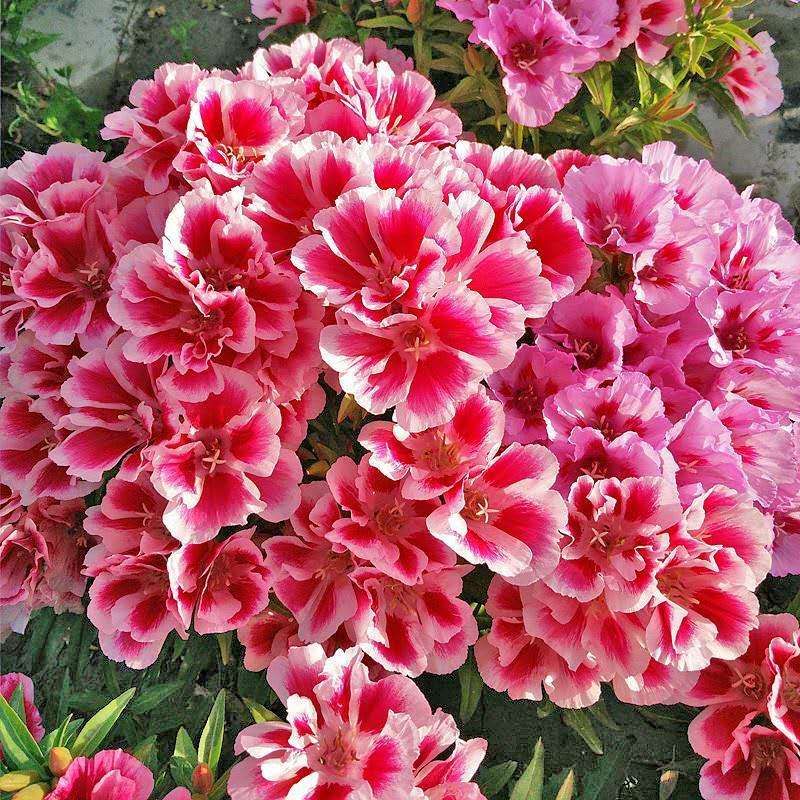 宿迁 古代稀种子 送春花籽 晚春景年宵花易种花海花卉种籽可货到付款