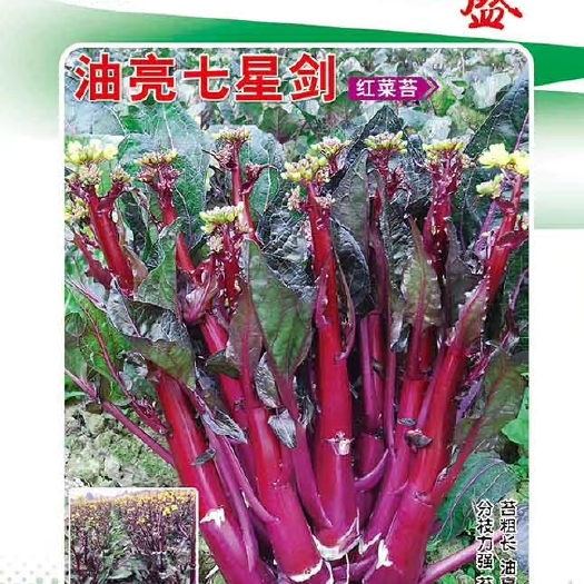 红菜苔种子 油亮七星剑红菜苔中熟抗病耐寒性极强叶柄及叶脉油亮