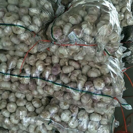 邳州市邳州大蒜  邳州精品大蒜
