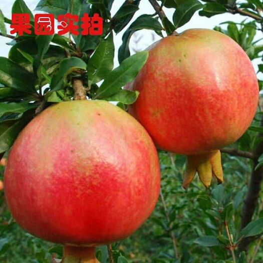 永胜县 丽江突尼斯软籽石榴包邮一件代发5斤起应季新鲜水果现摘现发