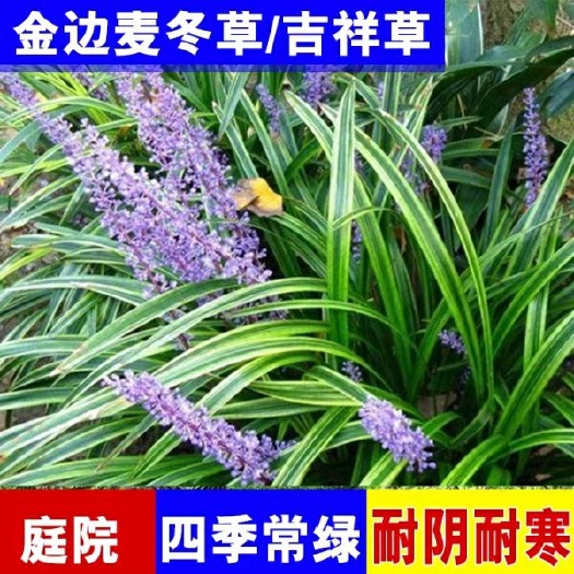 沭阳县 金边麦冬 金叶麦冬 麦冬草 麦冬苗 保护地被庭院绿化也可盆栽