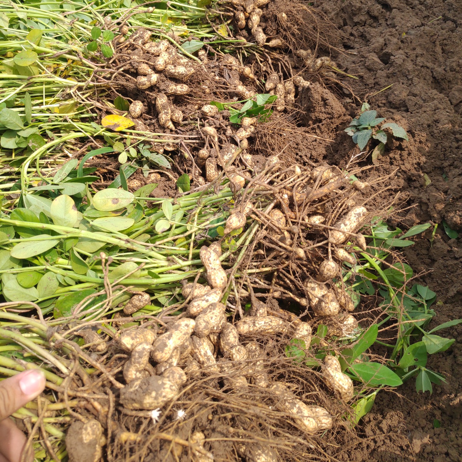  河南“沙地大果鲜花生”现摘先买，质量保证,颗粒饱满