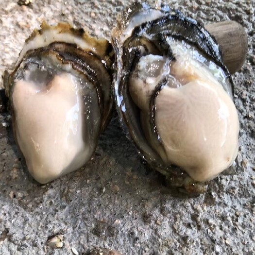 诏安县福建生蚝 海水 1-2两/只 鲜活水产