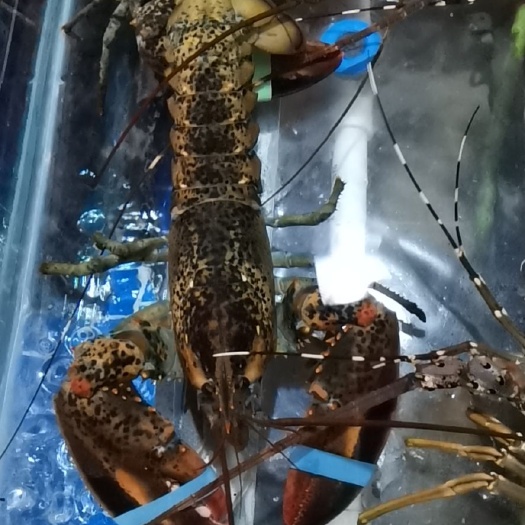 广州 波士顿龙虾，青龙，澳龙
