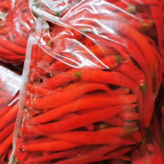 黔西市 大量出售二荆条泡椒无腐烂无变色