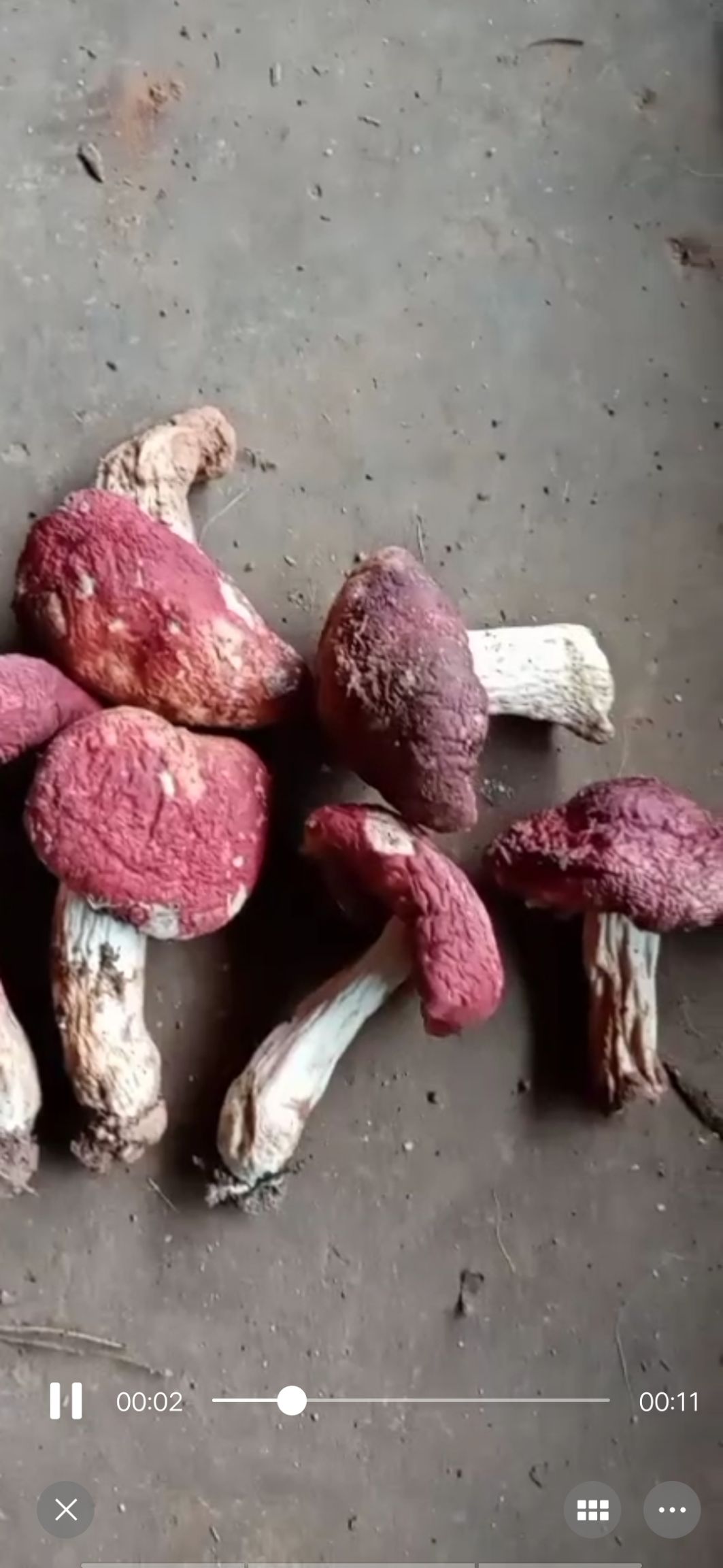  大红菌批发（干菌）一级货