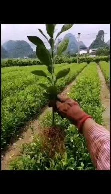 阳朔县酸柚实生苗 低价供应优质酸柚苗2020年春季移栽柚子实生苗