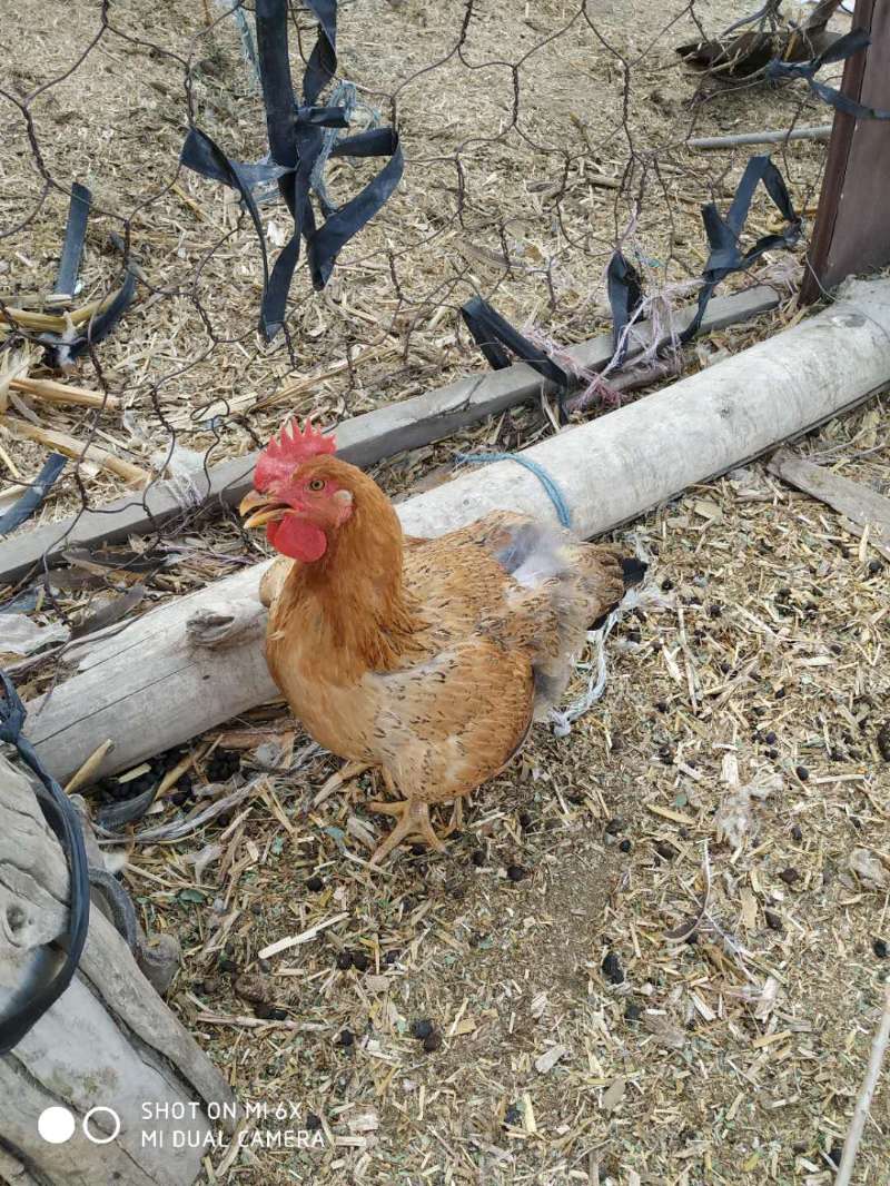  自家养的鸡