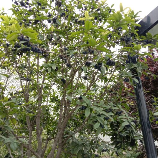 蓝田县 成年桂花树500棵，已挂花。