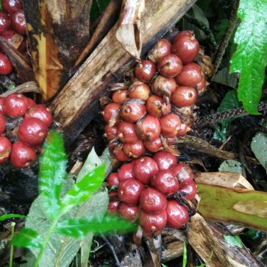 屏边县 大山里新鲜的草果