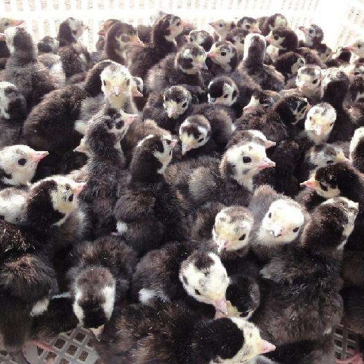 南宁 大种青铜火鸡苗贝蒂娜火鸡苗半大巨型火鸡苗尼古拉脱温火鸡苗活