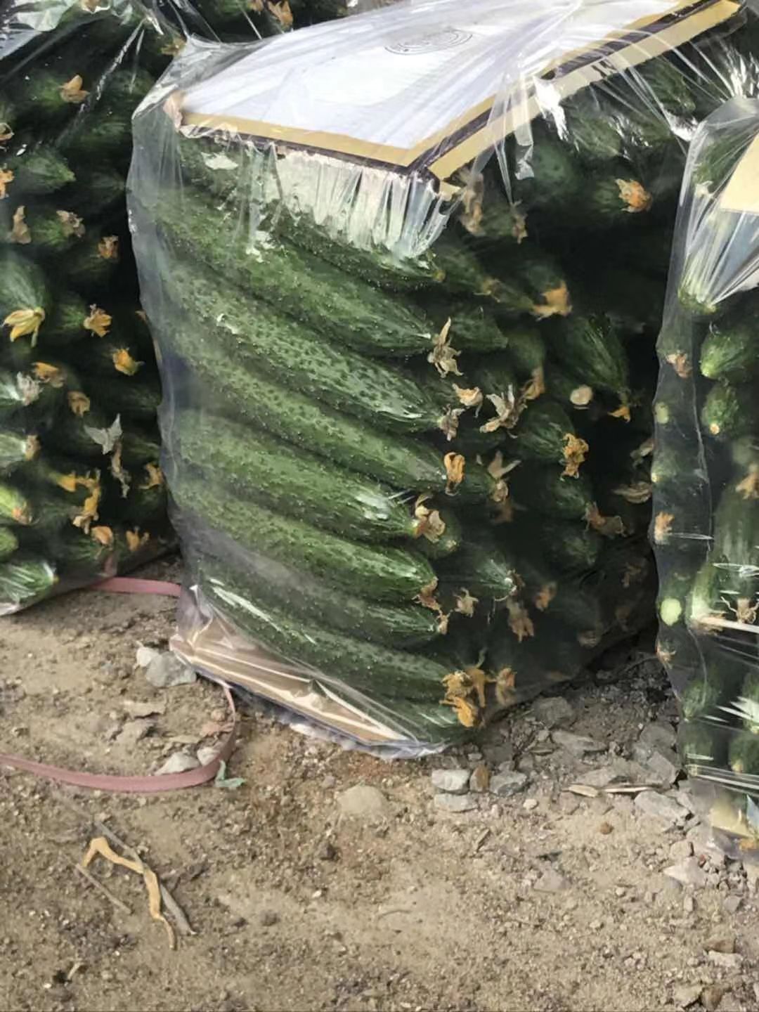  精品黄瓜大量上市啦，条直，颜色好。