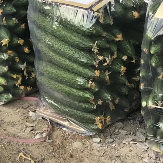 海城市 精品黄瓜大量上市啦，条直，颜色好。