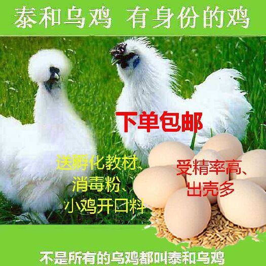 泰和县乌骨鸡种蛋  观赏鸡泰和乌鸡种蛋受精蛋种蛋孵化小鸡蛋人工受精种蛋受精率高