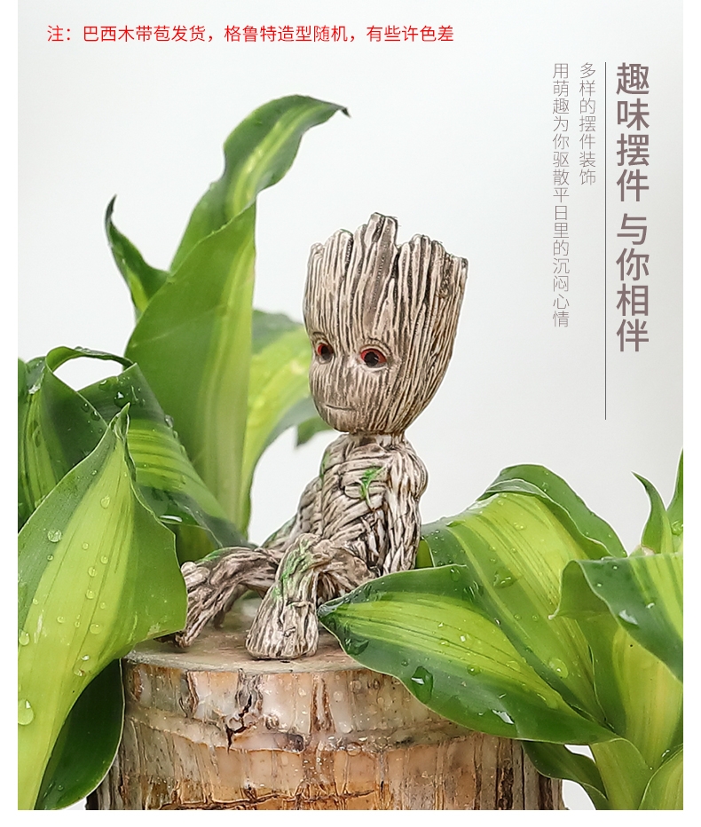  巴西木盆栽水养迷你室内格鲁特绿植四季常青幸运木带苞芽水培植物