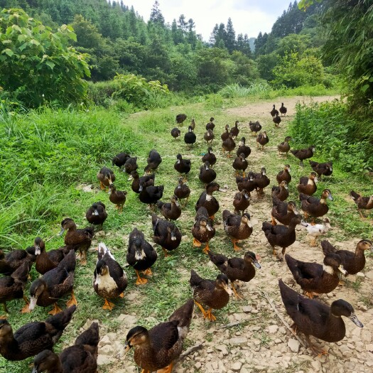 天柱县 放飞自我的山泉鸭