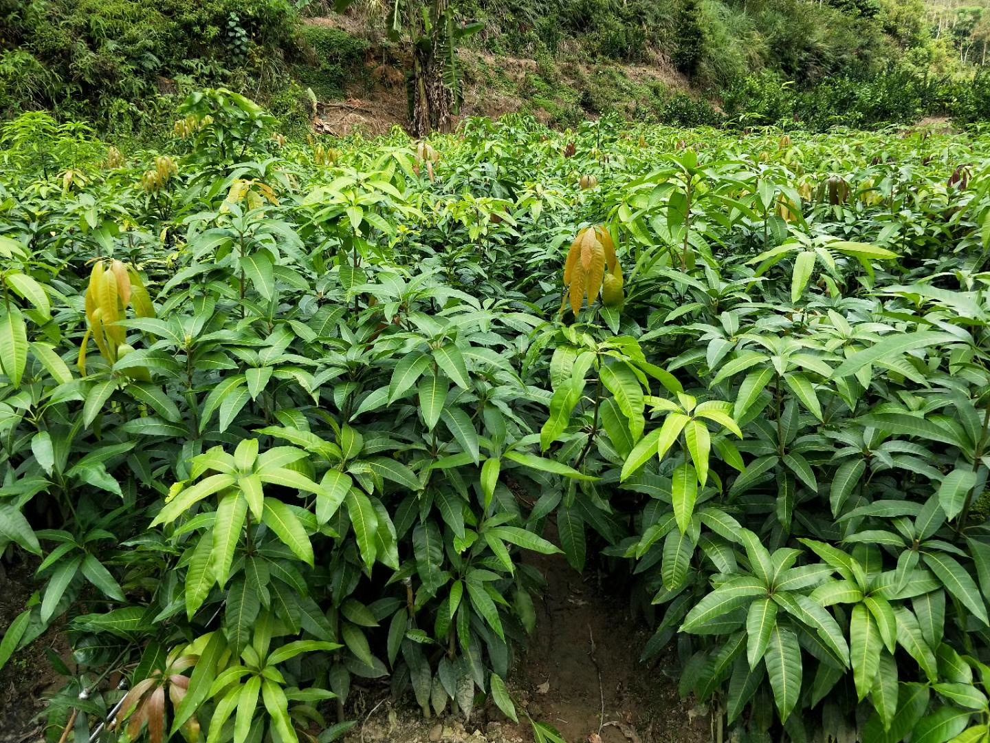  凯特芒果苗