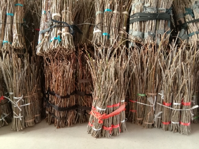 无棣县蝉蛹 一手货源，前期精品白蜡卵枝，下单免费提供种养技术!