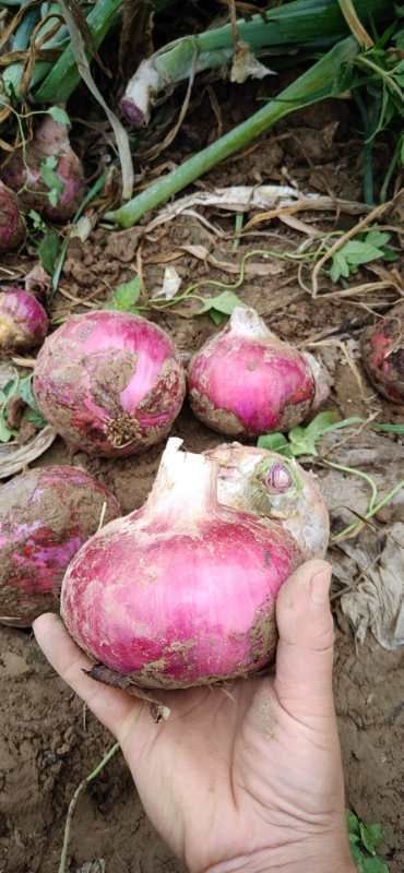 扁红洋葱  山东省聊城市莘县洋葱基地直供