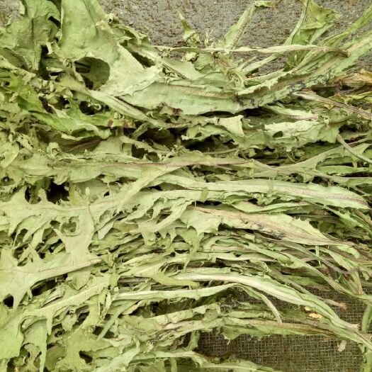宁强县蒲公英干货   干度90   原产地