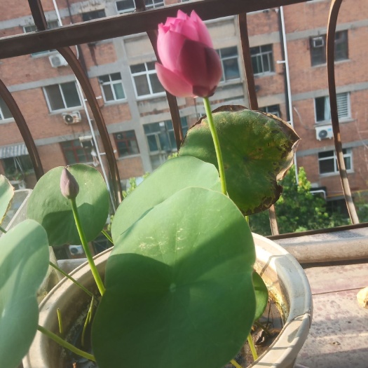 南阳碗莲种子 四季盆景微型莲