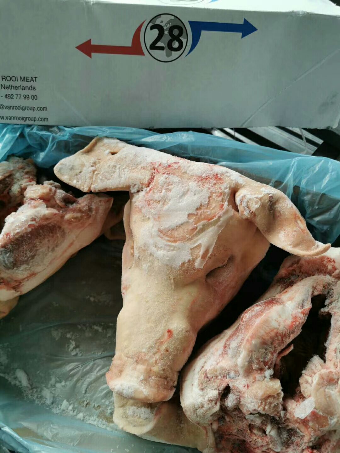 猪头  带耳猪头  猪头肉